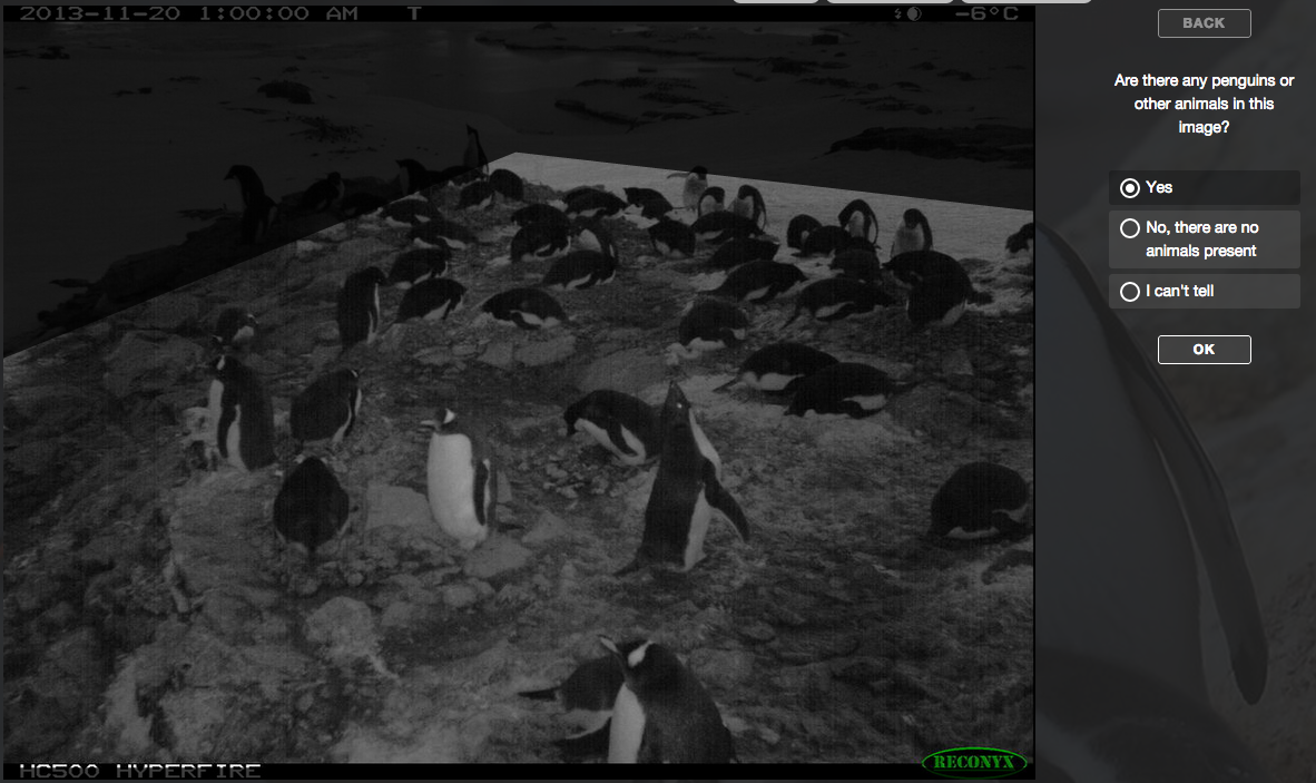 Zooniverse: Penguin Watch | Science Forward