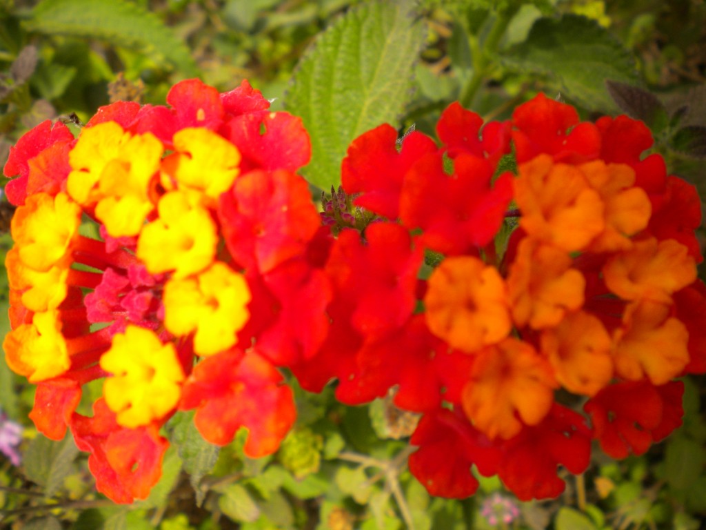 T Lehrfield Just Another Macaulay Eportfolio